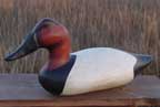 Canvasback Drake