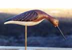 Dowitcher feeding