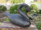 Black Tundra Swan in Repose