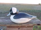 Bufflehead Drake