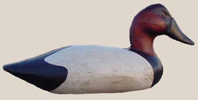 canvasback decoy