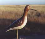 Upright Dowitcher