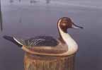 Pintail Drake