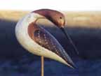 Preening Dowitcher