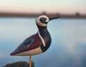 ruddy turnstone