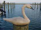 Tundra Swan, Antiqued