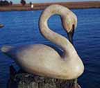 Tundra Swan in Repose