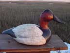 wide body Canvasback Drake