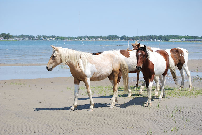 Chincoteague Ponies