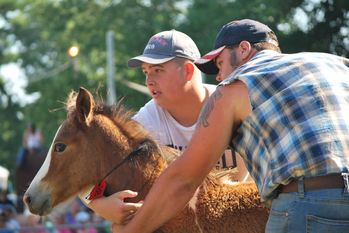 Chincoteague Pony Auction