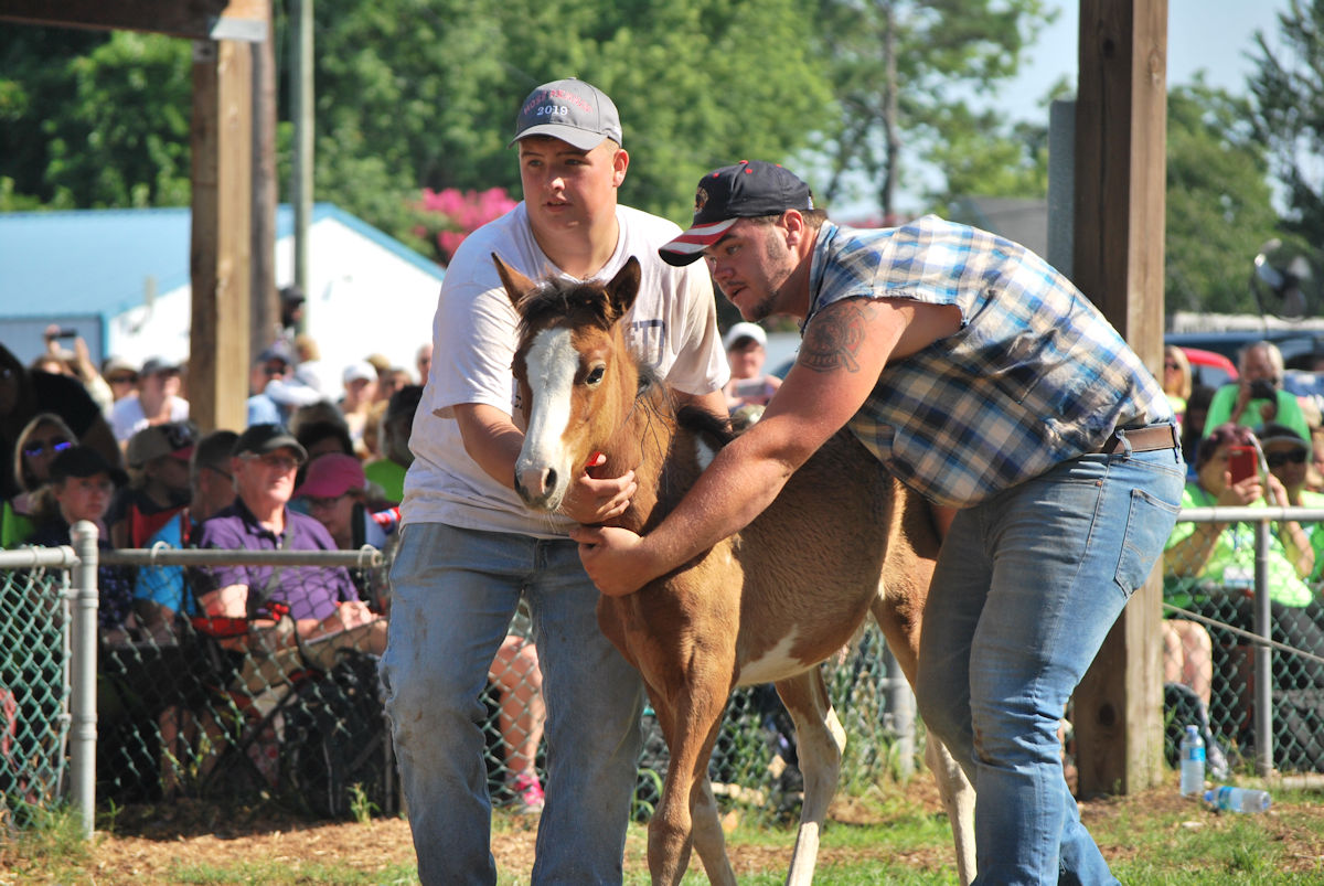 Chincoteague Pony Auction