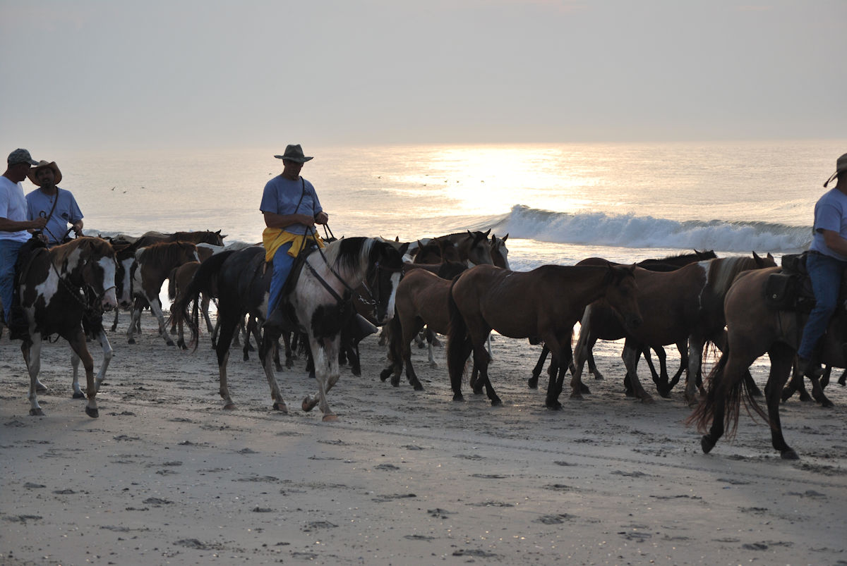 Chincoteague Pony Beach Walk