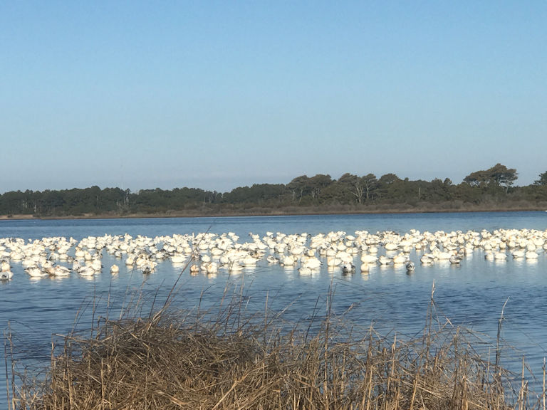 Snow Geese