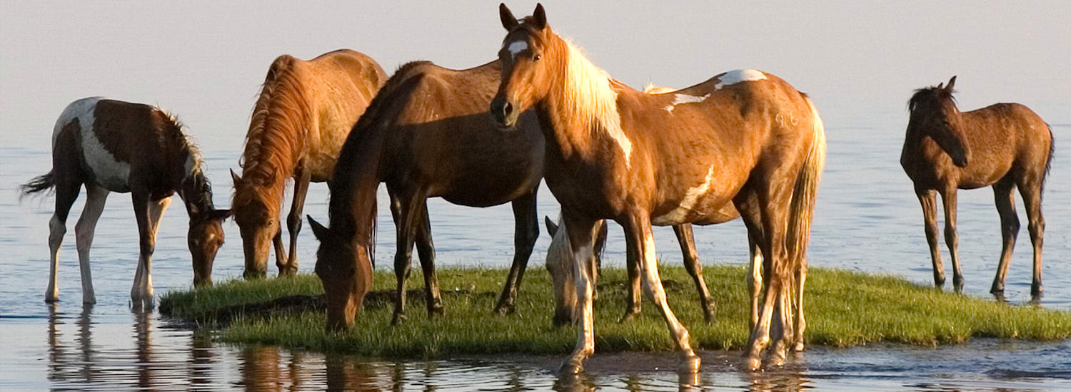 chincoteague page top pic