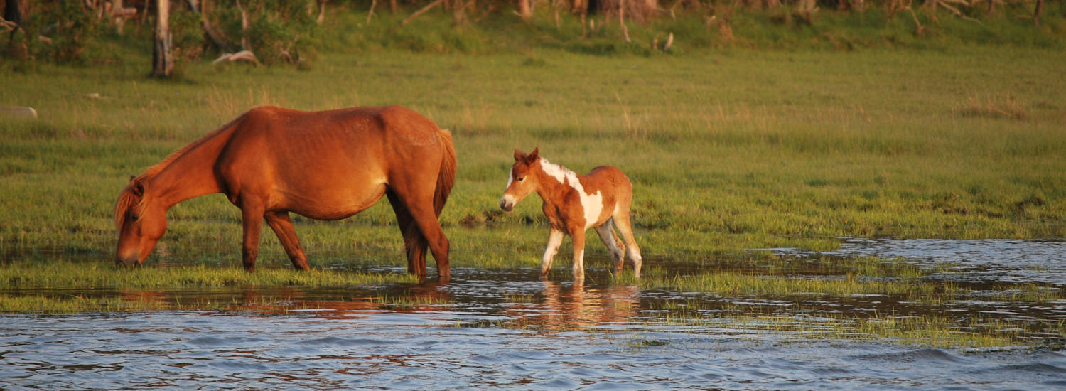 chincoteague page top pic