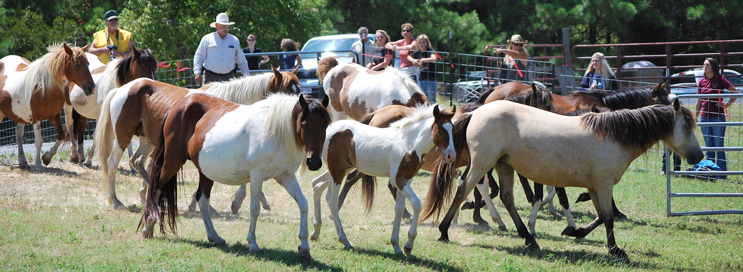 chincoteague page top pic