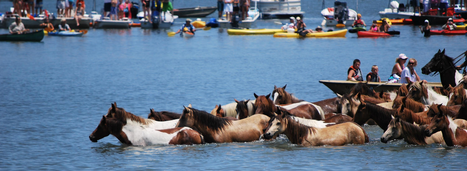 chincoteague page top pic