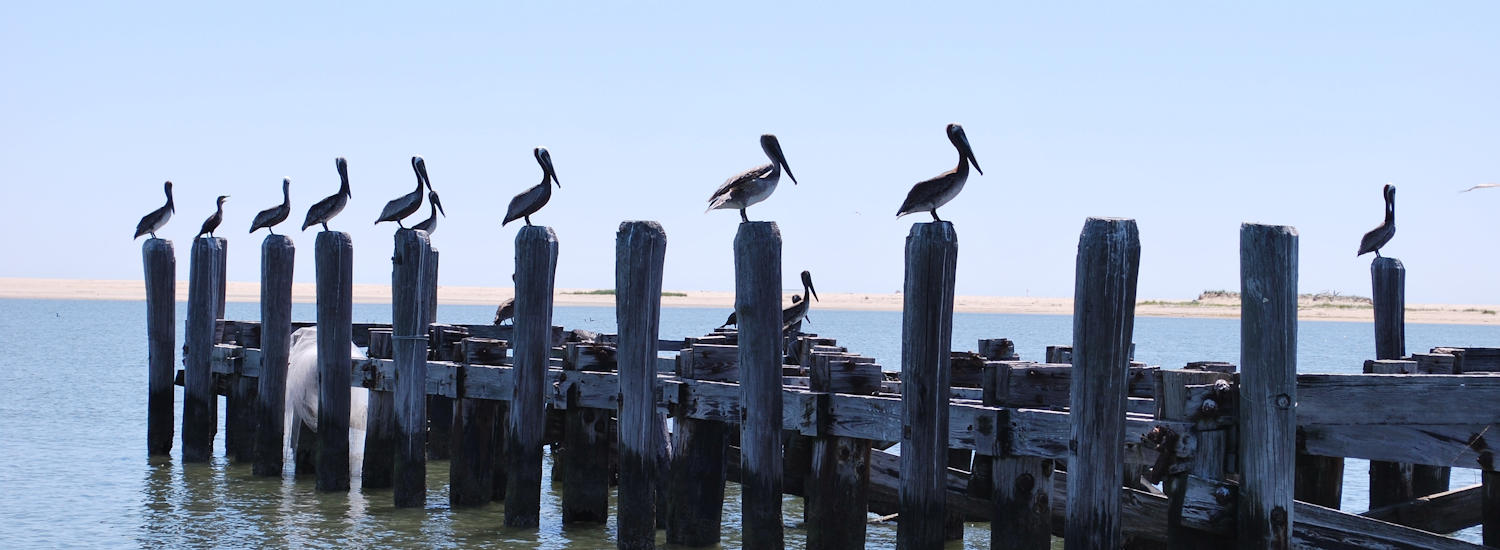 chincoteague page top pic