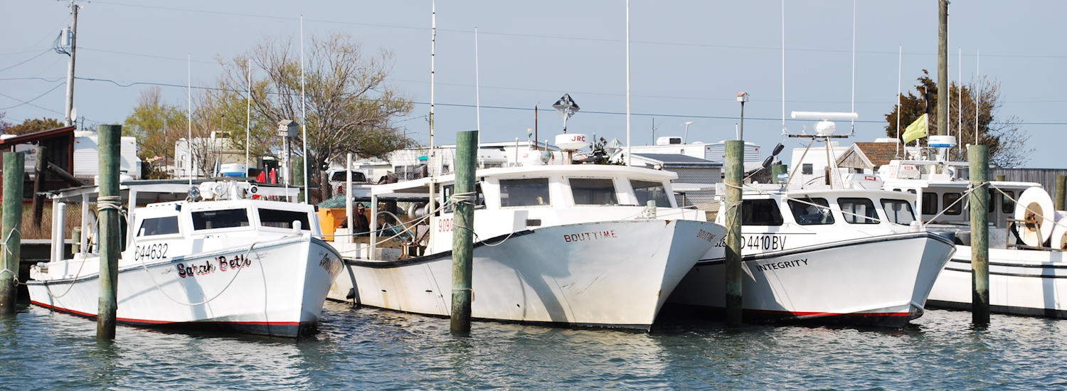 chincoteague page top pic