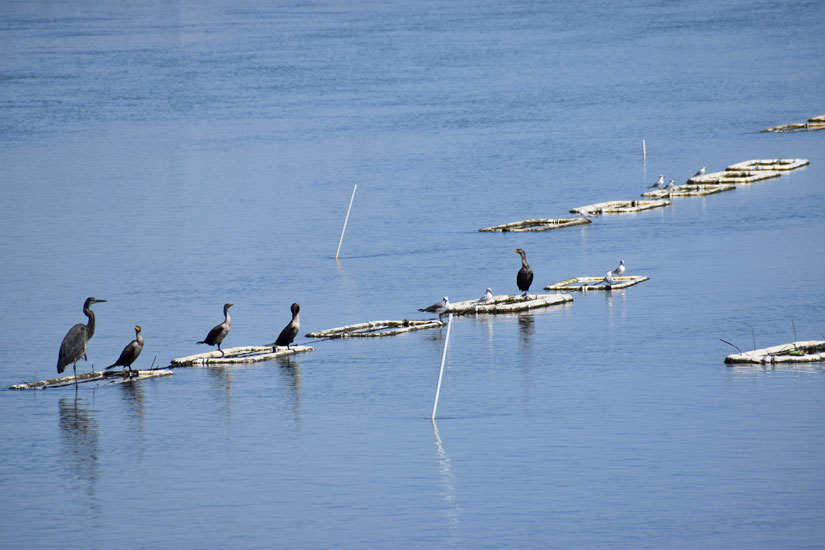 No Egrets